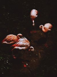 Close-up of ducks in water