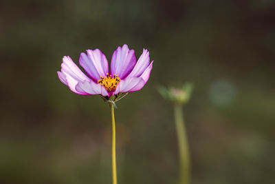 Close-up of pink flower