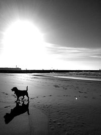 Silhouette horse on beach against sky