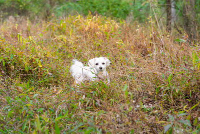 Portrait of white dog running on field