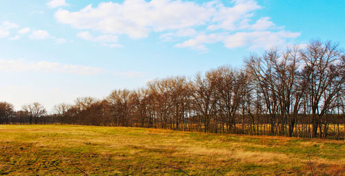 Trees on field against sky