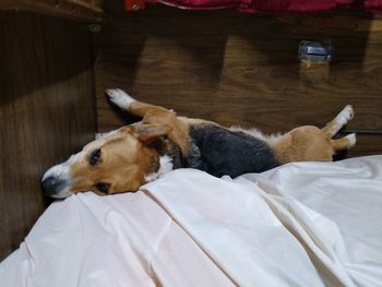 High angle view of a dog resting on bed