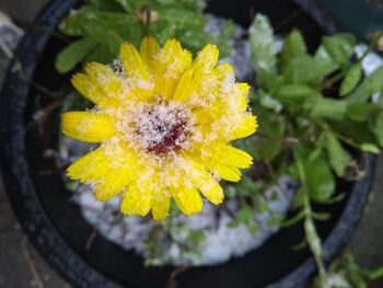 High angle view of yellow flowering plant