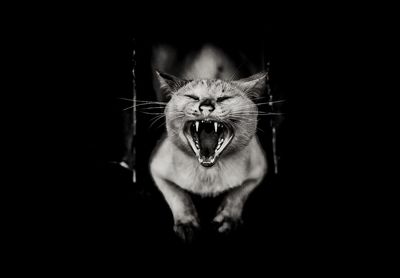 Cat yawning against black background