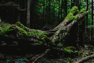 Trees growing in forest