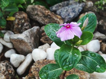 Close-up of pink flower blooming outdoors