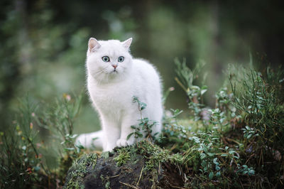 Portrait of white cat sitting on land