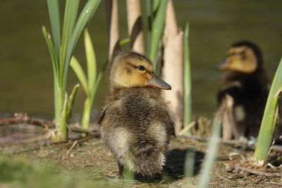 Ducks in a lake
