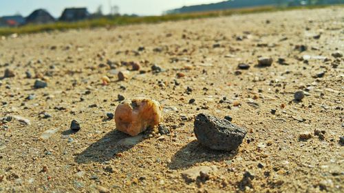 Surface level of pebbles on beach