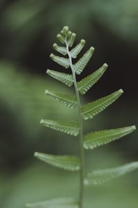 Close-up of green leaves on plant