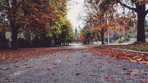 Autumn leaves fallen amidst trees