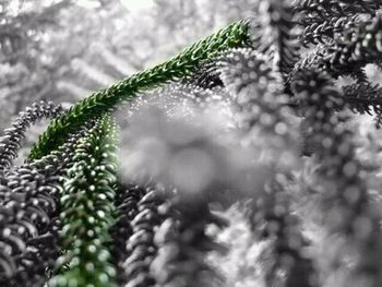 Close-up of snowflakes on tree