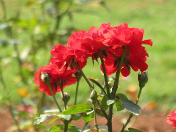 Close-up of red flowers blooming outdoors