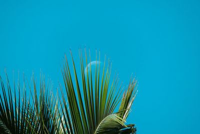 Palm leaves against blue sky on sunny day
