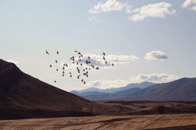 Flock of birds flying over mountains against sky