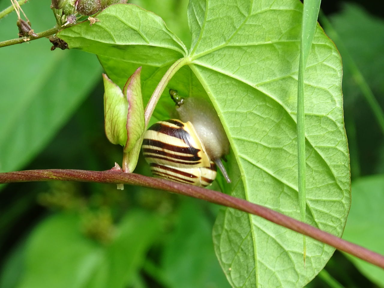 CLOSE-UP OF GREEN INSECT ON LEAF