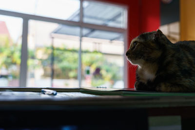 Cat looking away while standing on table at home