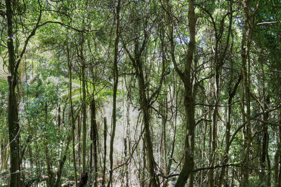 Low angle view of bamboo trees against sky