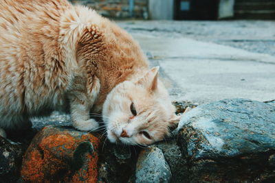 Close-up of a cat sleeping on rock