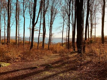 Trees growing in forest against sky