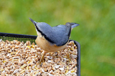 Close-up of bird perching outdoors