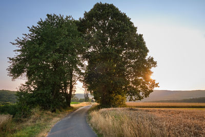 Road amidst trees on field against sky