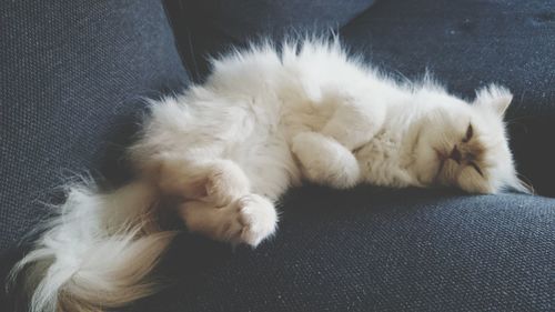 Close-up of cat resting on sofa