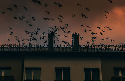 Silhouette birds take off flying of a house against sky during sunset