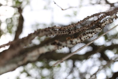 Low angle view of snow on branch
