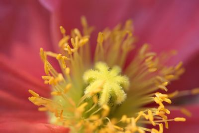 Close-up of yellow flower blooming outdoors