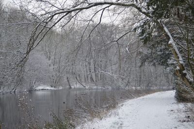 Scenic view of frozen lake in forest