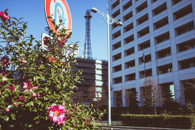 Low angle view of flower trees against sky