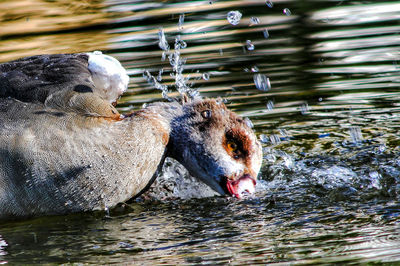 View of duck swimming in lake