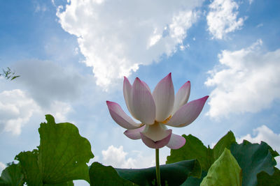 Close-up of pink water lily against sky