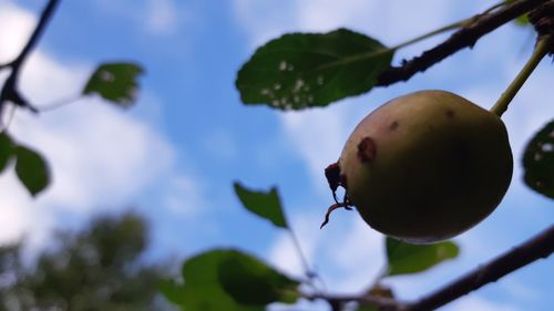 Low angle view of fruits on tree