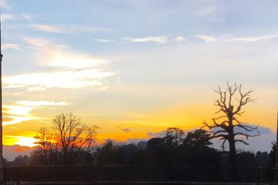 Bare trees at sunset