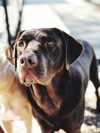 Close-up portrait of dog