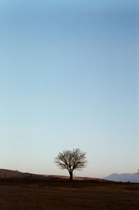 Bare tree on field against clear sky