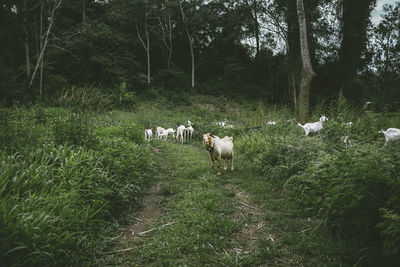 Cows grazing on field