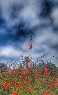 Red flowering plants on field against cloudy sky