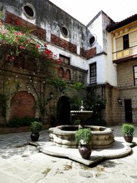 Potted plants against building