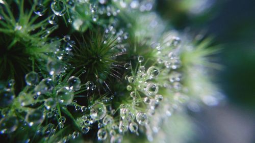 Close-up of wet plant