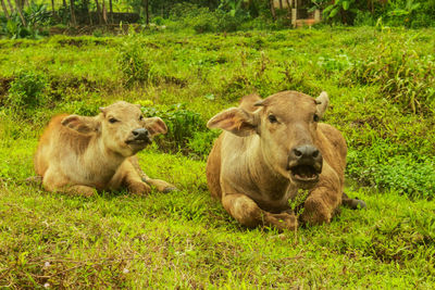 Portrait of sheep on field