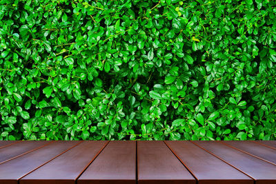 High angle view of plants growing on footpath