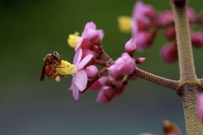 Close-up of bumblebee on pink flowers