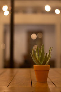 Close-up of potted plant on table