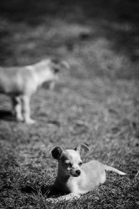 Portrait of dog on field