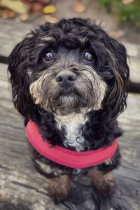 Close-up portrait of dog