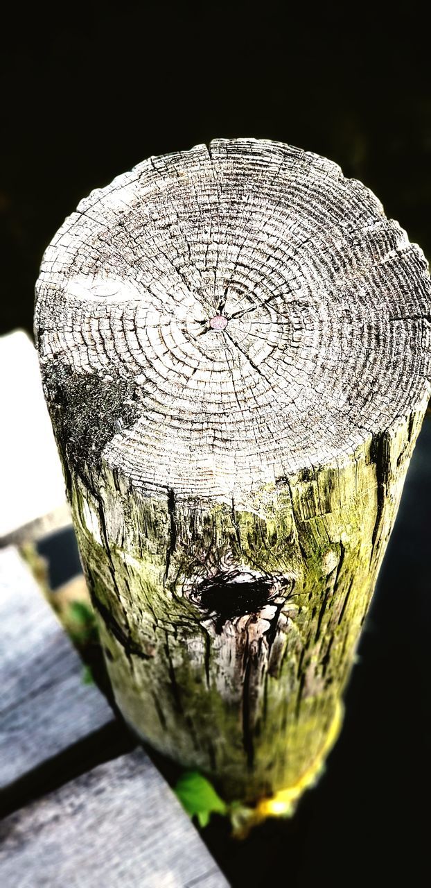 CLOSE-UP OF TREE STUMP AGAINST TREES