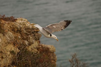 Seagull flying over water